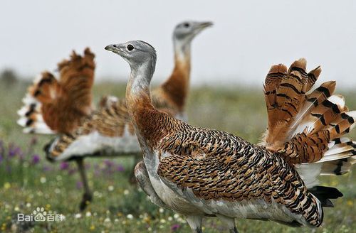 562c11dfa9ec8a13ed09f9ecf603918fa0ecc0af 562c11dfa9ec8a13ed09f9ecf603918fa0ecc0af