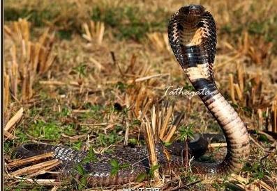 上海路边现剧毒蛇  上海路边现剧毒蛇