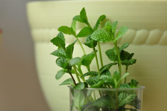 家家都能种的4种抗病植物？