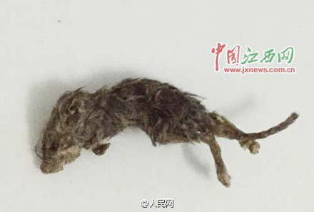 　湖北女子吃瓜子吃出老鼠尸体