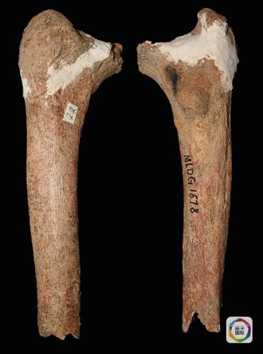 在蒙自发现的马鹿洞人股骨化石  在蒙自发现的马鹿洞人股骨化石