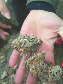 四川三苏祠“人蚁大战” 7厘米长蚁后被生擒2 四川三苏祠“人蚁大战” 7厘米长蚁后被生擒2