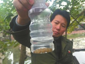 四川三苏祠“人蚁大战” 7厘米长蚁后被生擒1 四川三苏祠“人蚁大战” 7厘米长蚁后被生擒1