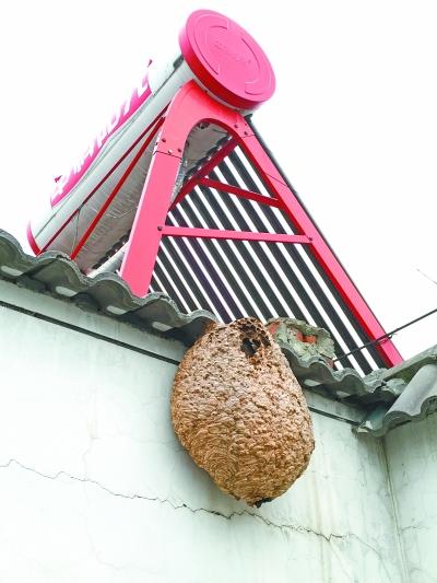 老人打119求助摘蜂窝 被告知收费机构热线 老人打119求助摘蜂窝 被告知收费机构热线