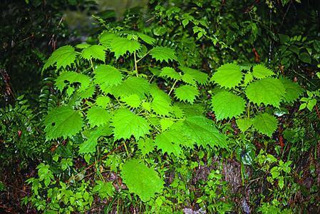 0019b938164e17e6d27100 0019b938164e17e6d27100