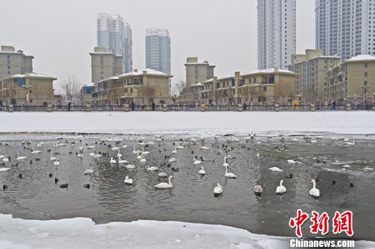 新疆百只天鹅孔雀河冰床跳芭蕾演绎“冰河之恋”1 新疆百只天鹅孔雀河冰床跳芭蕾演绎“冰河之恋”1