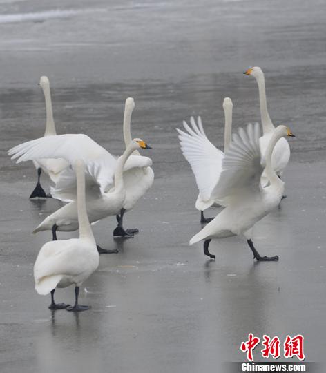 新疆百只天鹅孔雀河冰床跳芭蕾演绎“冰河之恋”2 新疆百只天鹅孔雀河冰床跳芭蕾演绎“冰河之恋”2