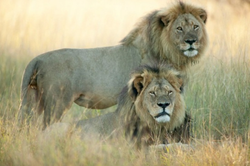 狮王“塞西尔”兄弟资料图。