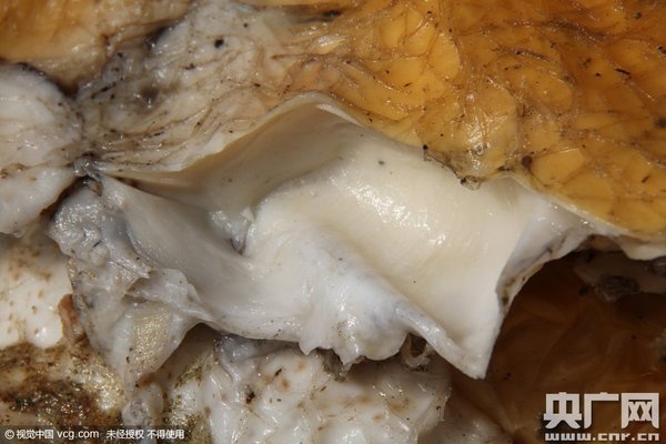 W020151230000465739135 W020151230000465739135