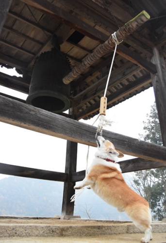 萌宠迎新年:日本“撞钟狗”走红 元气满满2 萌宠迎新年:日本“撞钟狗”走红 元气满满2