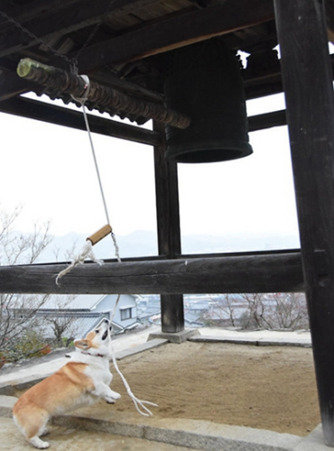 萌宠迎新年:日本“撞钟狗”走红 元气满满3 萌宠迎新年:日本“撞钟狗”走红 元气满满3