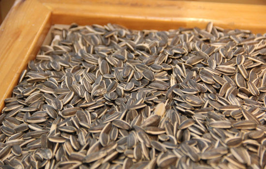 12766855378250930820 12766855378250930820