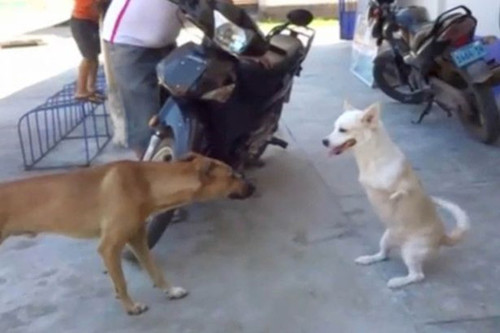 埃斯特雷亚可以靠弹跳追上健康的狗狗 埃斯特雷亚可以靠弹跳追上健康的狗狗