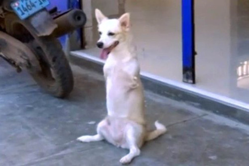 天生没有前腿的埃斯特雷亚学会了像袋鼠一样弹跳 天生没有前腿的埃斯特雷亚学会了像袋鼠一样弹跳