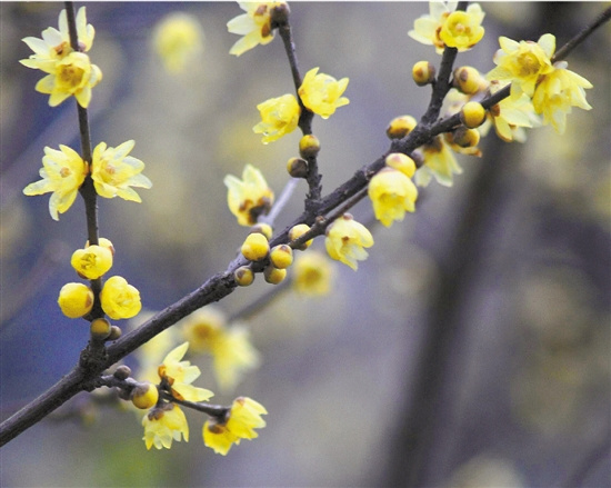 小寒常比大寒冷为何不索性叫大寒？（图）