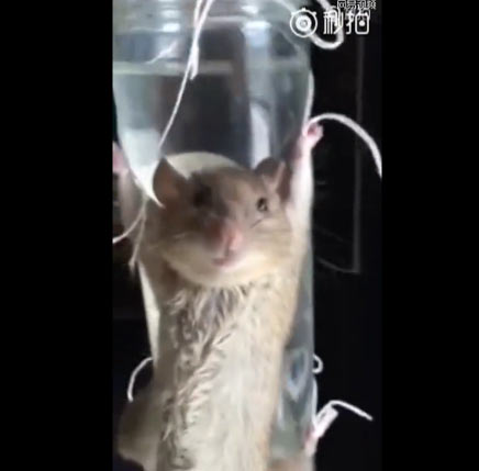 大妈做出惊人创举抓老鼠审问还有无同伙 小老鼠你怎么没逃掉？