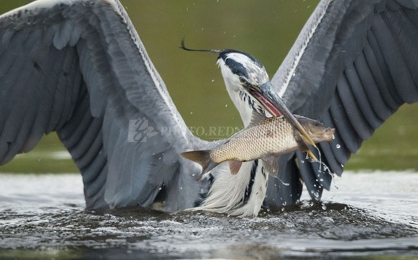 3734449_1338341606M53m 3734449_1338341606M53m