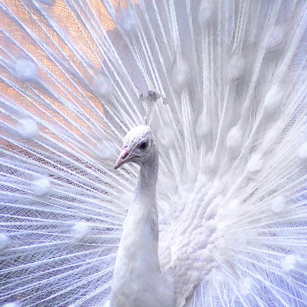 11371065_1335334742635 11371065_1335334742635