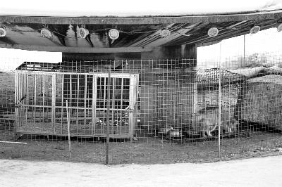 工体冰雪嘉年华取消“狗拉雪橇” 大部分狗已被运走 工体冰雪嘉年华取消“狗拉雪橇” 大部分狗已被运走