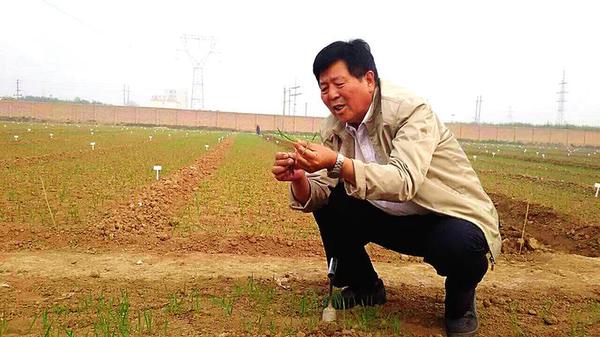 西农大育种专家王辉 西农大育种专家王辉