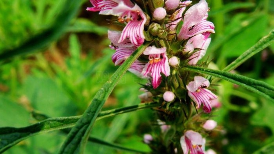 益母草的十五方药用