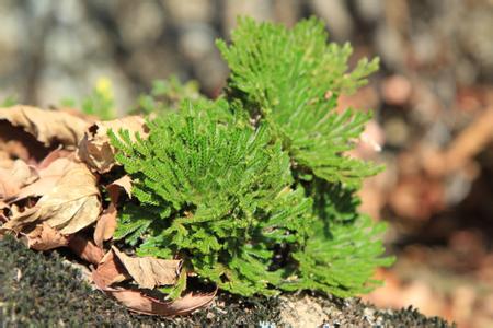 u=2608327010,546500468&fm=11&gp=0 u=2608327010,546500468&fm=11&gp=0