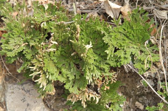 -VrF-fxnkkuv4495619 -VrF-fxnkkuv4495619