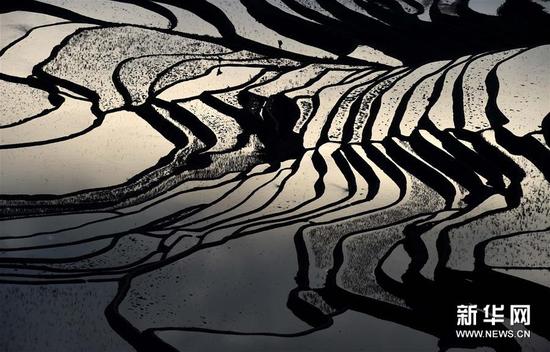 这是云南省红河州元阳县的哈尼梯田美景（1月12日摄）。