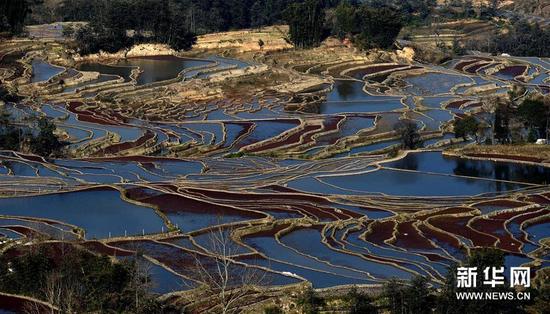 这是云南省红河州元阳县的哈尼梯田美景（1月11日摄）。
