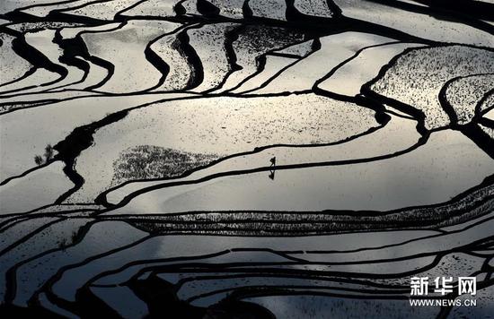 这是云南省红河州元阳县的哈尼梯田美景（1月12日摄）。