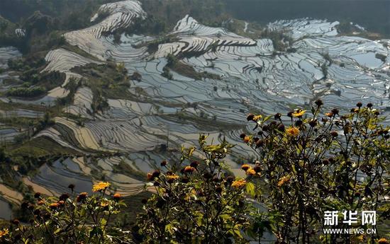 这是云南省红河州元阳县野花掩映下的哈尼梯田美景（1月11日摄）。