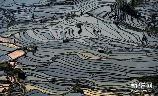 这是云南省红河州元阳县的哈尼梯田美景（1月11日摄）。