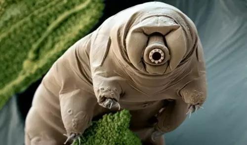 科学家复活水熊虫惊呆网友 水熊虫是什么神奇之处在哪