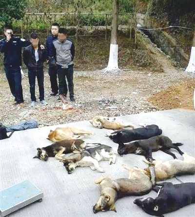 利益熏昏头脑!团伙毒镖杀狗卖给餐厅 利益熏昏头脑!团伙毒镖杀狗卖给餐厅