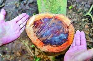 一棵黄花梨树被锯断，现场留下的树桩。