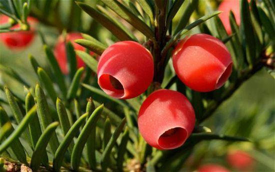 出门旅行必知的致命水果，别拿小命开玩笑~