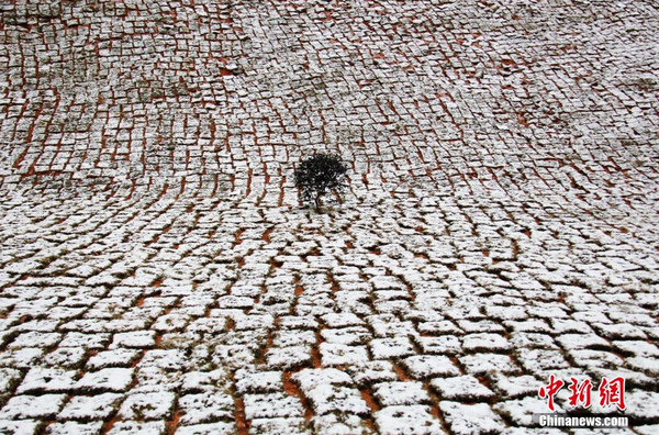 寿宁县下起小雪，银装素裹惹人醉。 缪春 摄