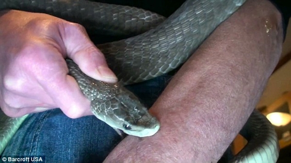 彻底跪了！美男子对蛇毒免疫以身试毒 16年被咬160次