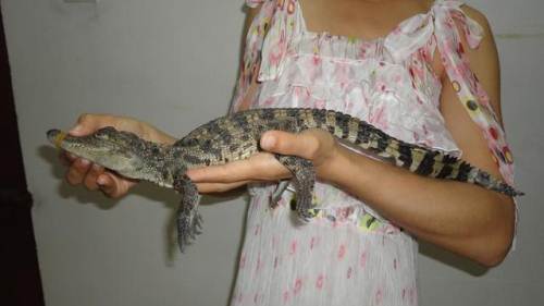 迪拜土豪家养狮子出逃 社区闲逛3小时