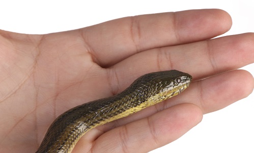 毒蛇出没蜜蜂“放箭”，在澳上厕所到底多危险？