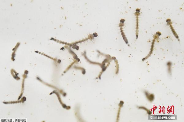 寨卡病毒蔓延 寨卡病毒蔓延