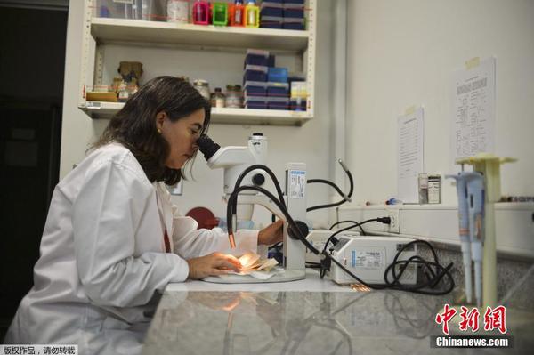 寨卡病毒蔓延3 寨卡病毒蔓延3