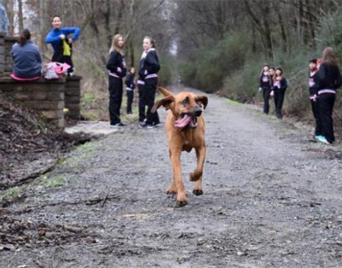小猎犬跑完半马拉松赛获嘉奖 成网络“红人”