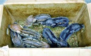 贵州一乡村多头家猪集体产下数十头野猪 贵州一乡村多头家猪集体产下数十头野猪