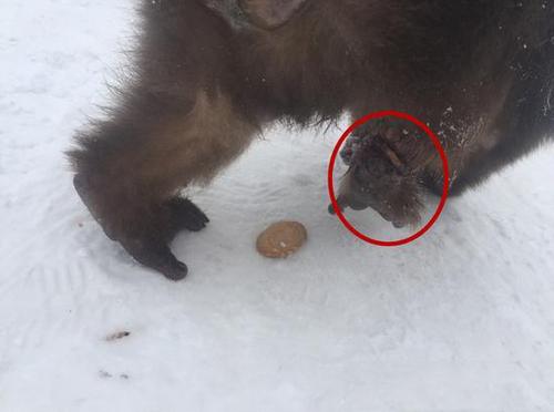 灵猴被伤脚求救