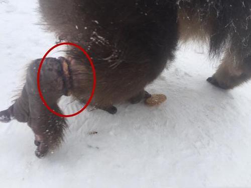 灵猴被伤脚求救