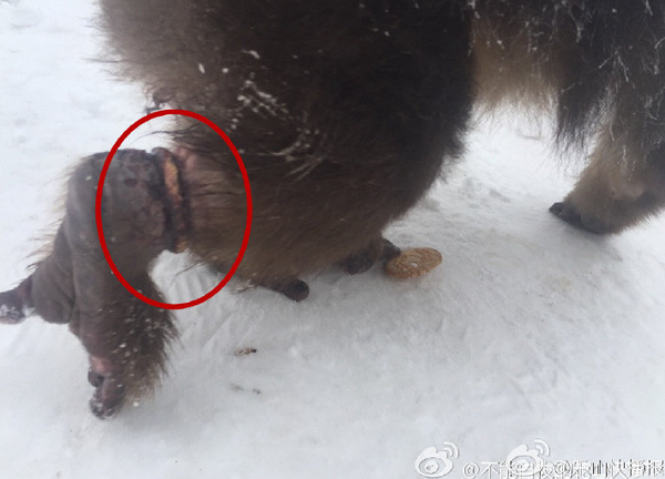 灵猴被伤脚求救 灵猴被伤脚求救