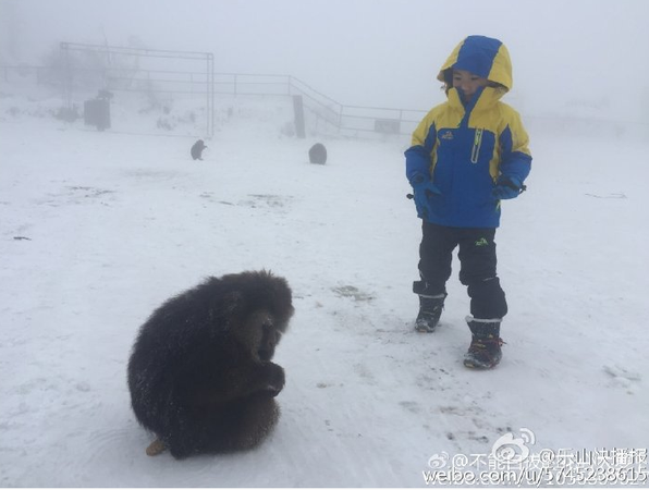 灵猴被伤脚求救2 灵猴被伤脚求救2