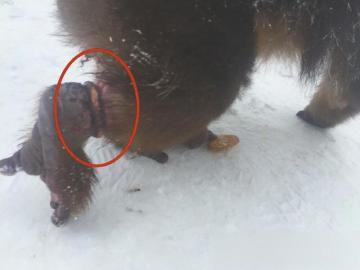 峨眉山回应猴子受伤:出三套方案救猴 给网友交代