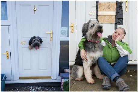 锁不住我！汪星人在家门上“打洞”主人哭笑不得